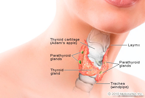 detail_thyroid2.jpg