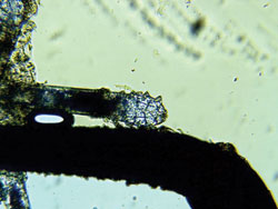 A single dead mite. Note the legs sticking straight out.jpg