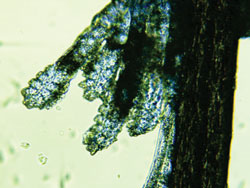 Multiple mites coming from a collarette.jpg