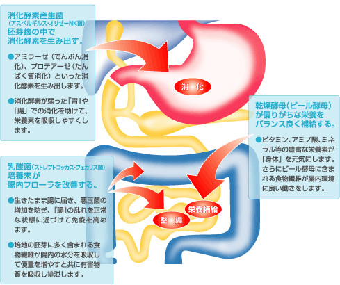 簡單認識 若元錠 wakamoto わかもと