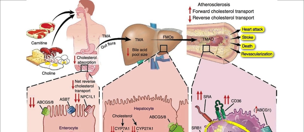 NF-Apr26-Carnitine-Choline-Cancer-and-Cholesterol.jpg NF-Apr26-Carnitine-Choline-Cancer-and-Cholesterol.jpg