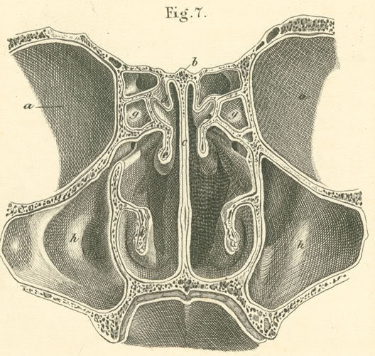 nasal-01.jpg~original.jpeg