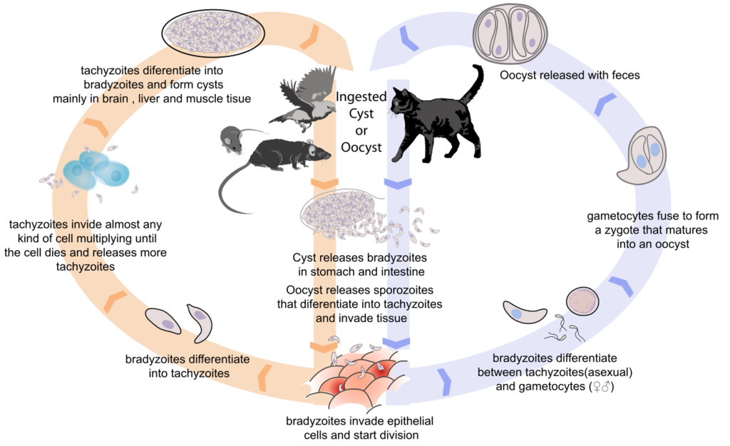 1177px-Toxoplasmosis_life_cycle_en.svg.png