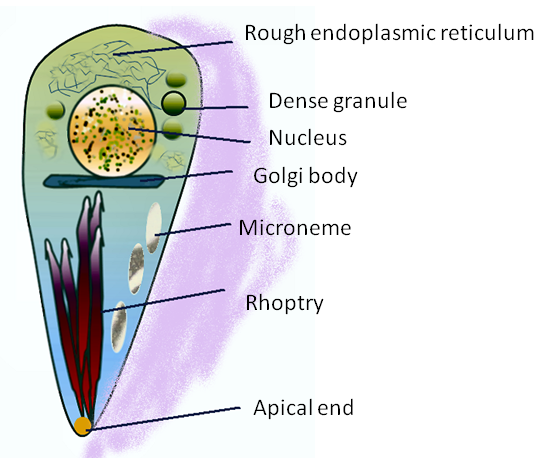 Toxplasma.png