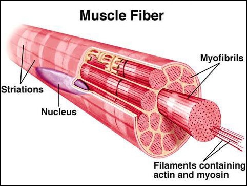 muscle_fiber.jpg