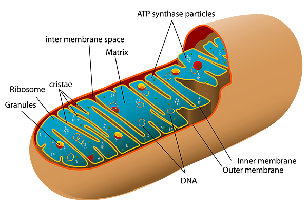 2000px-Animal_mitochondrion_diagram_en.svg.png