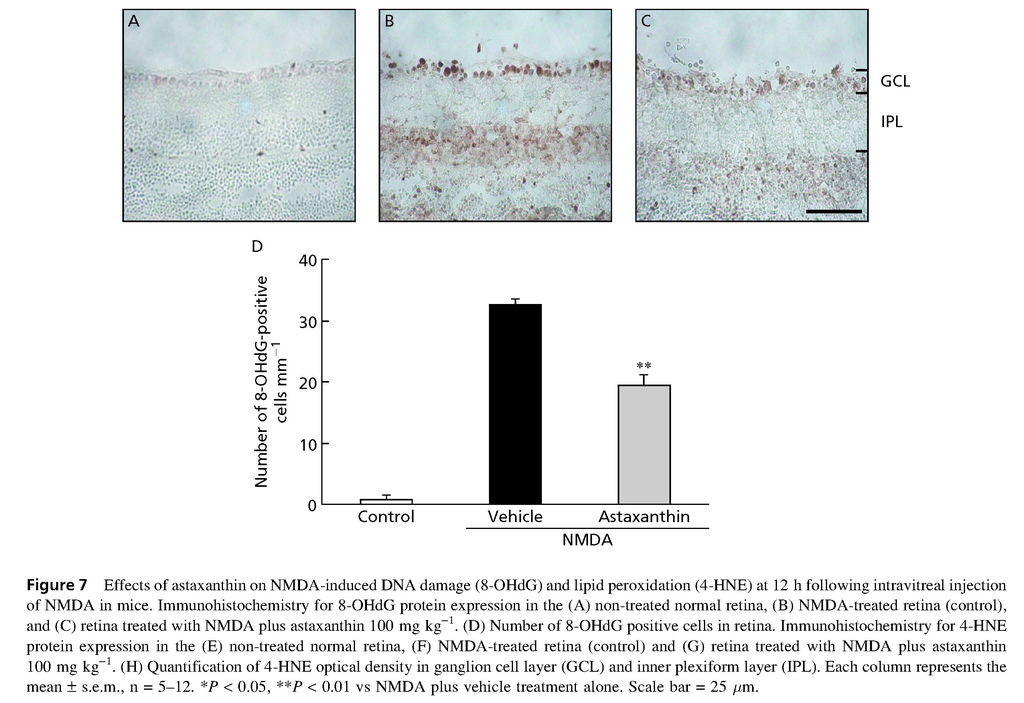 Astaxanthin, a dietary carotenoid, protects retinal cells against oxidative stress in-vitro and in mice in-vivo_頁面_08.jpg