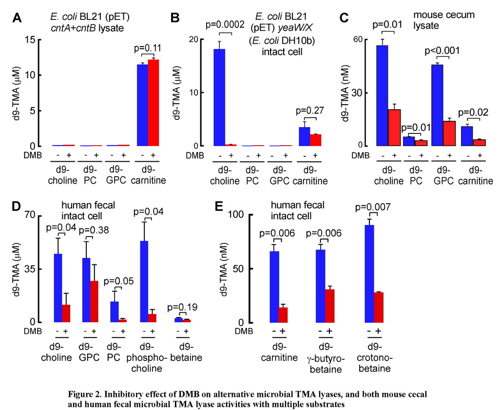 Non-lethal inhibition of gut microbial trimethylamine production for the treatment of atherosclerosis_頁面_17.jpg