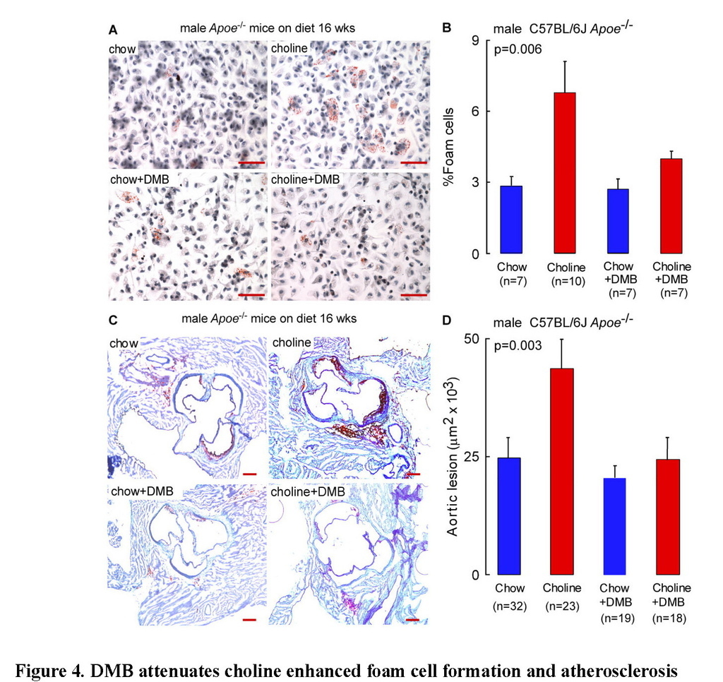 Non-lethal inhibition of gut microbial trimethylamine production for the treatment of atherosclerosis_頁面_19.jpg