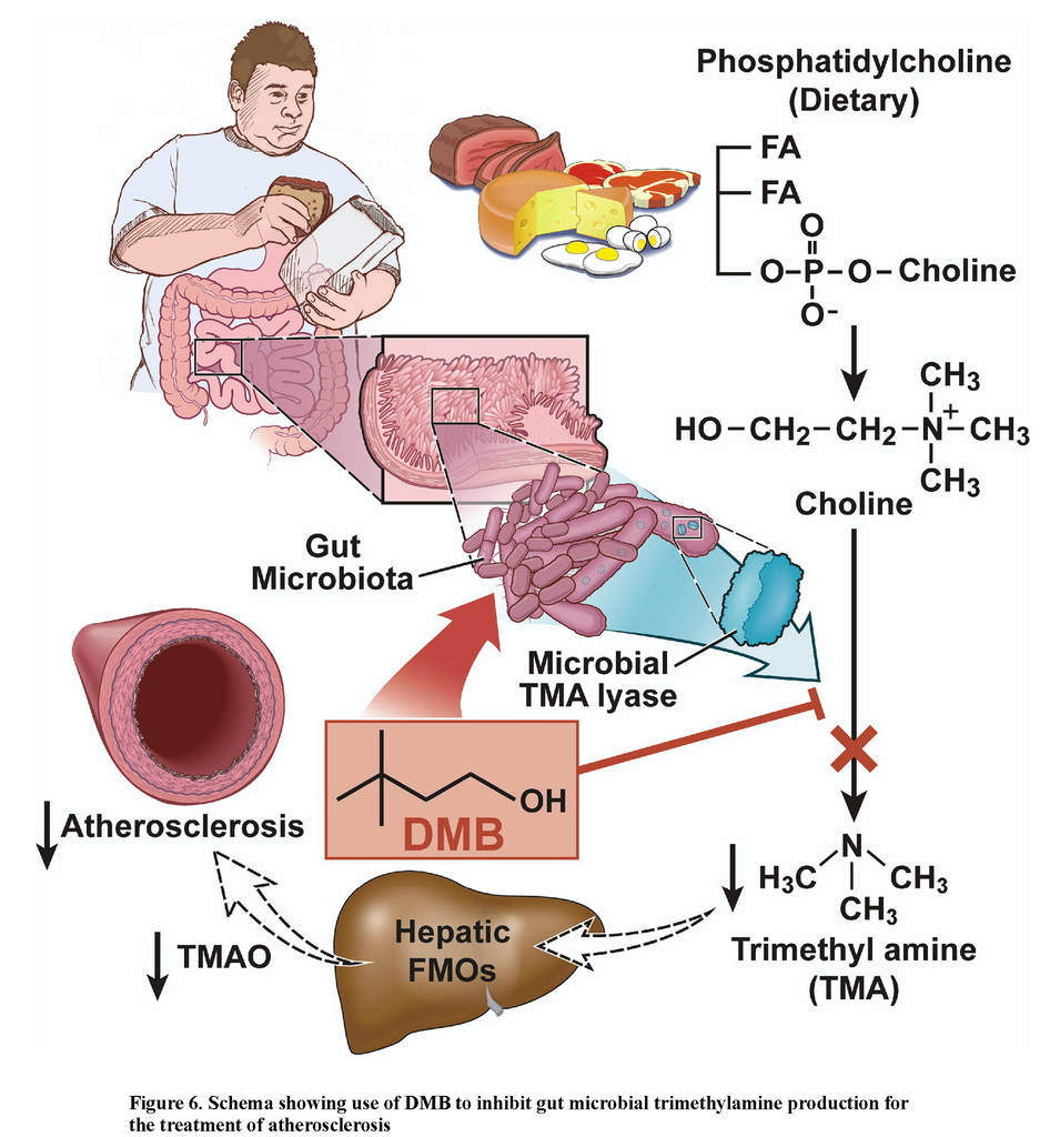 Non-lethal inhibition of gut microbial trimethylamine production for the treatment of atherosclerosis_頁面_21.jpg Non-lethal inhibition of gut microbial trimethylamine production for the treatment of atherosclerosis_頁面_21.jpg