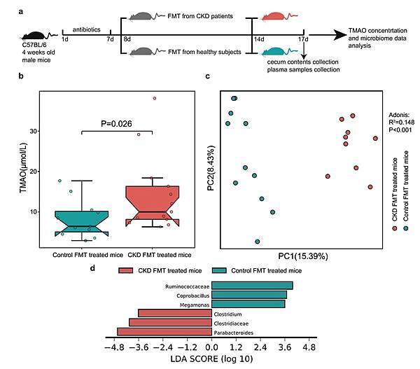 Impaired renal function and dysbiosis of gut microbiota contribute to increased trimethylamine-N-oxide in chronic kidney disease patients_頁面_07.jpg