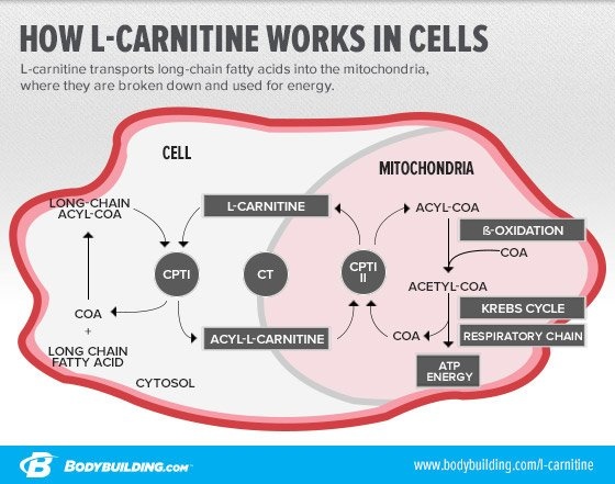 jim-stoppanis-expert-guide-to-carnipure-graphic-2.jpg