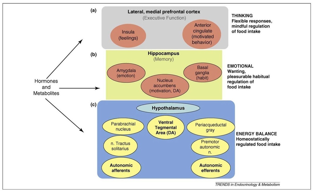 Stress-induced obesity and the emotional nervous system_頁面_3.jpg