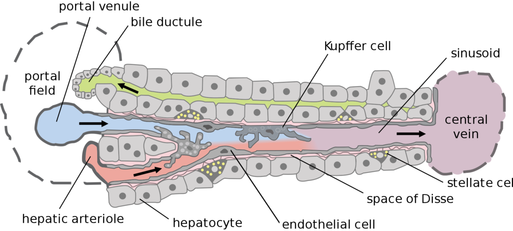 1920px-Hepatic_structure2.svg.png