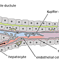 1920px-Hepatic_structure2.svg.png