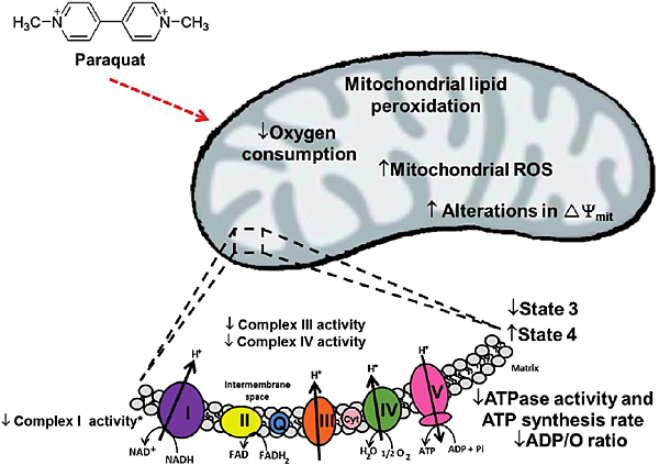 Eff-ect-of-paraquat-PQ-on-mitochondrial-function-Mitochondria-in-paraquat-toxicity.png