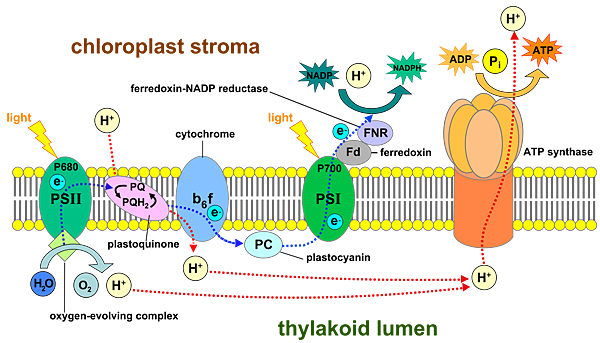 1920px-Thylakoid_membrane_3.svg.png