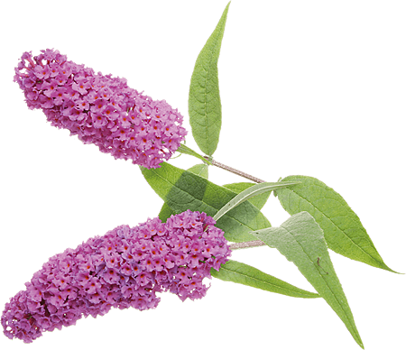 cell_buddleja.png