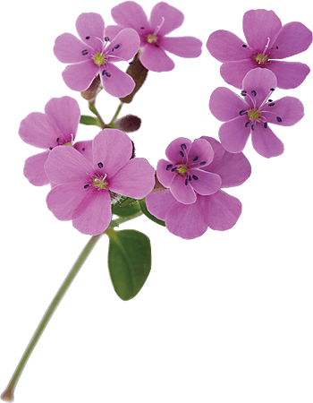 cell_saponaria.png