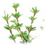 Myrothamnus Flabellifolia.jpg