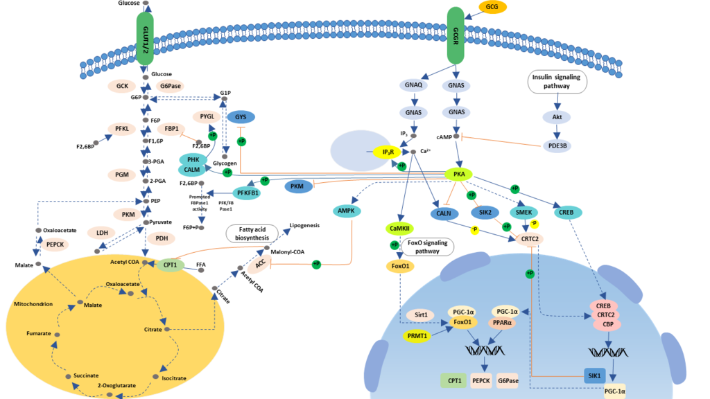 Glucagon-signaling-pathway-picture.png