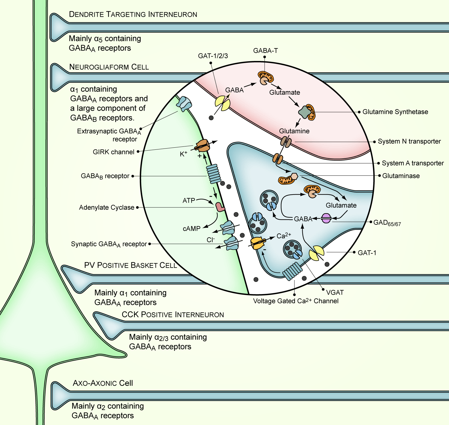 GABAergic-synapse.gif