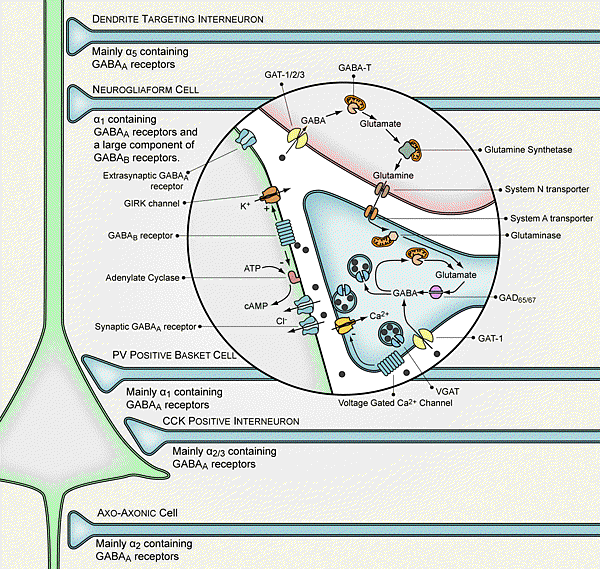 GABAergic-synapse.gif