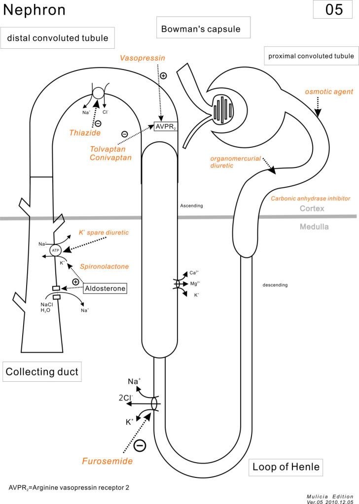 05Diuretics5-1.jpg