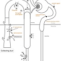 05Diuretics5-1.jpg