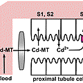 C2MT20024D.gif