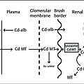 Schematic-diagram-of-cadmium-binding-and-flow-between-plasma-liver-blood-cells-and.png