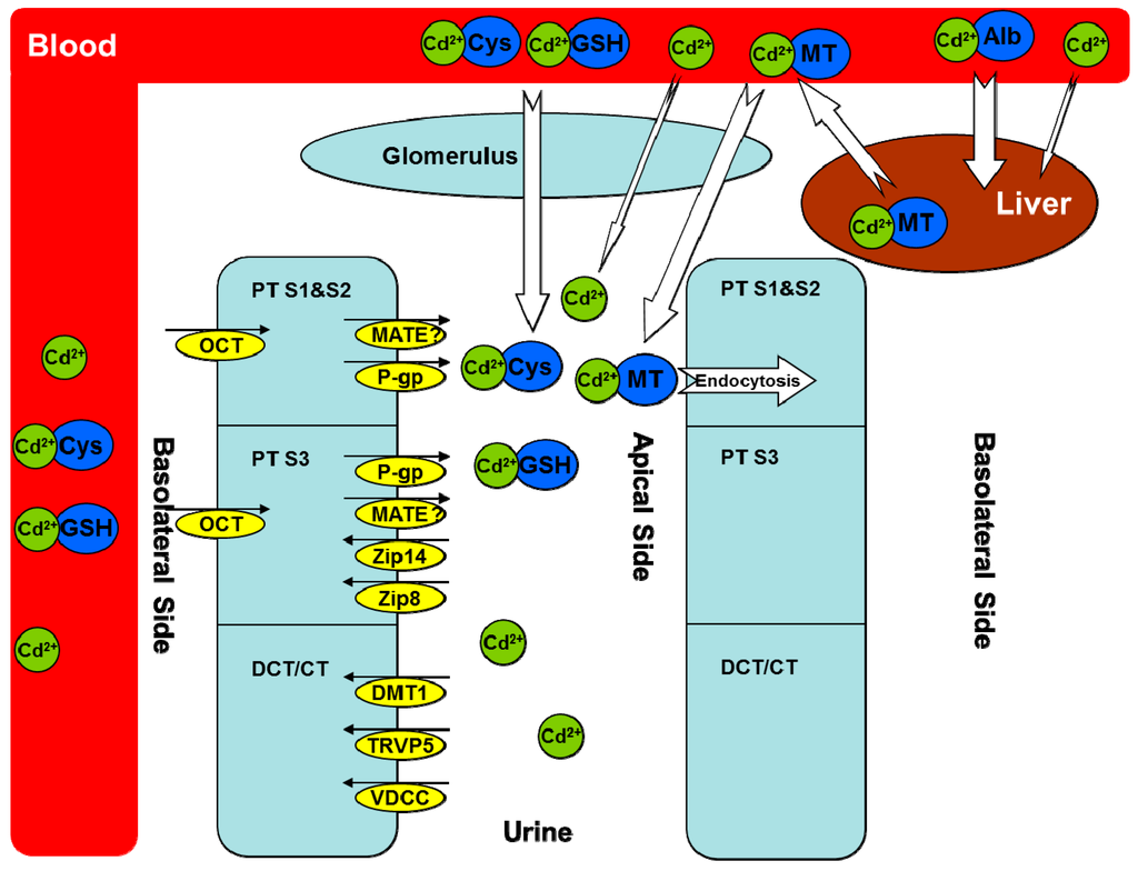 ijms-16-01484-g001.png