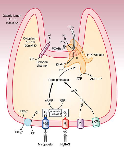 apt16295-fig-0001-m.jpg