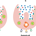 Mode-of-action-of-P-CABs-as-compared-with-PPIs-The-PPIs-convert-to-their-active-form-in.png