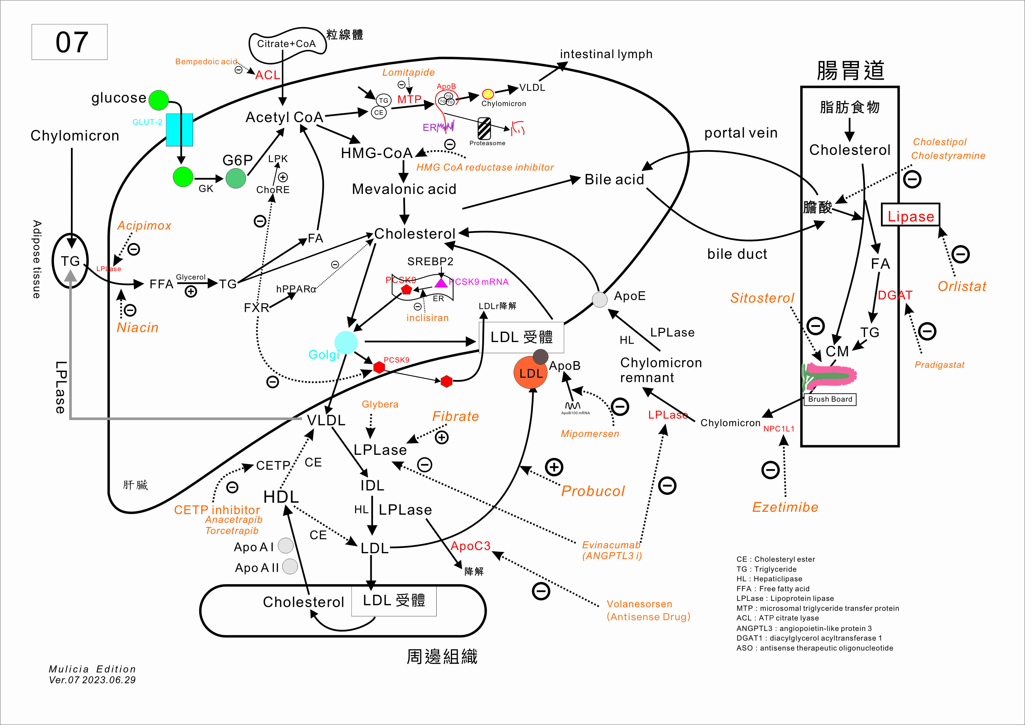 07 膽固醇合成代謝 7.jpg