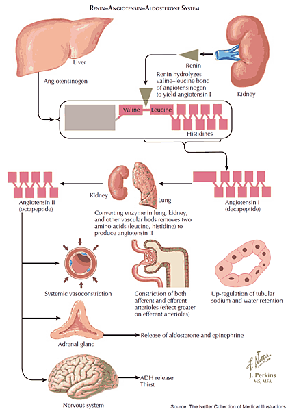 [好站推薦] Manual of Medicine