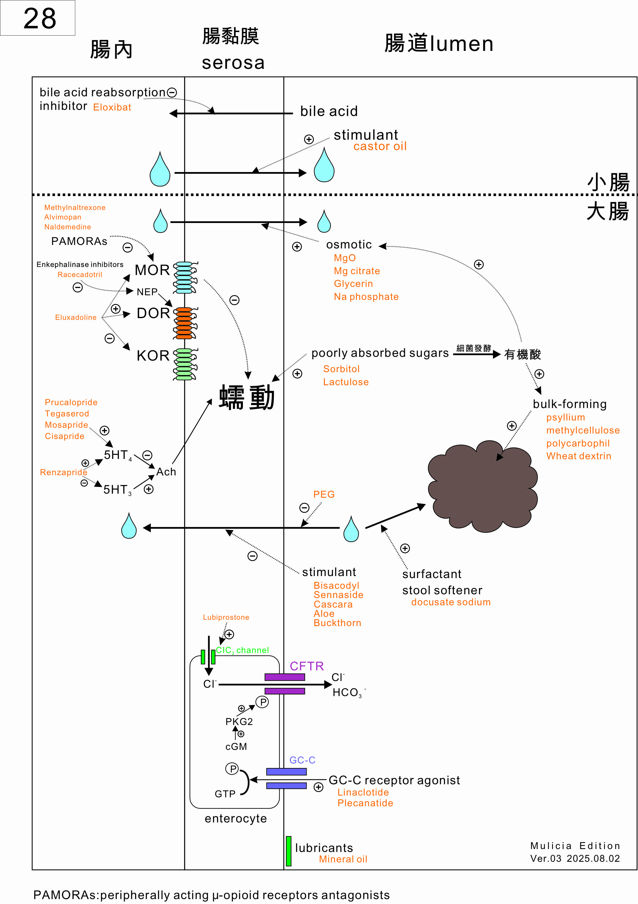 [圖解藥理學]28 laxatives 03