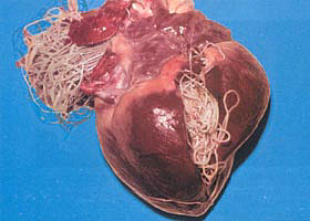 heartworm_photo.jpg