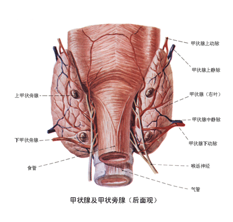 甲状腺.gif