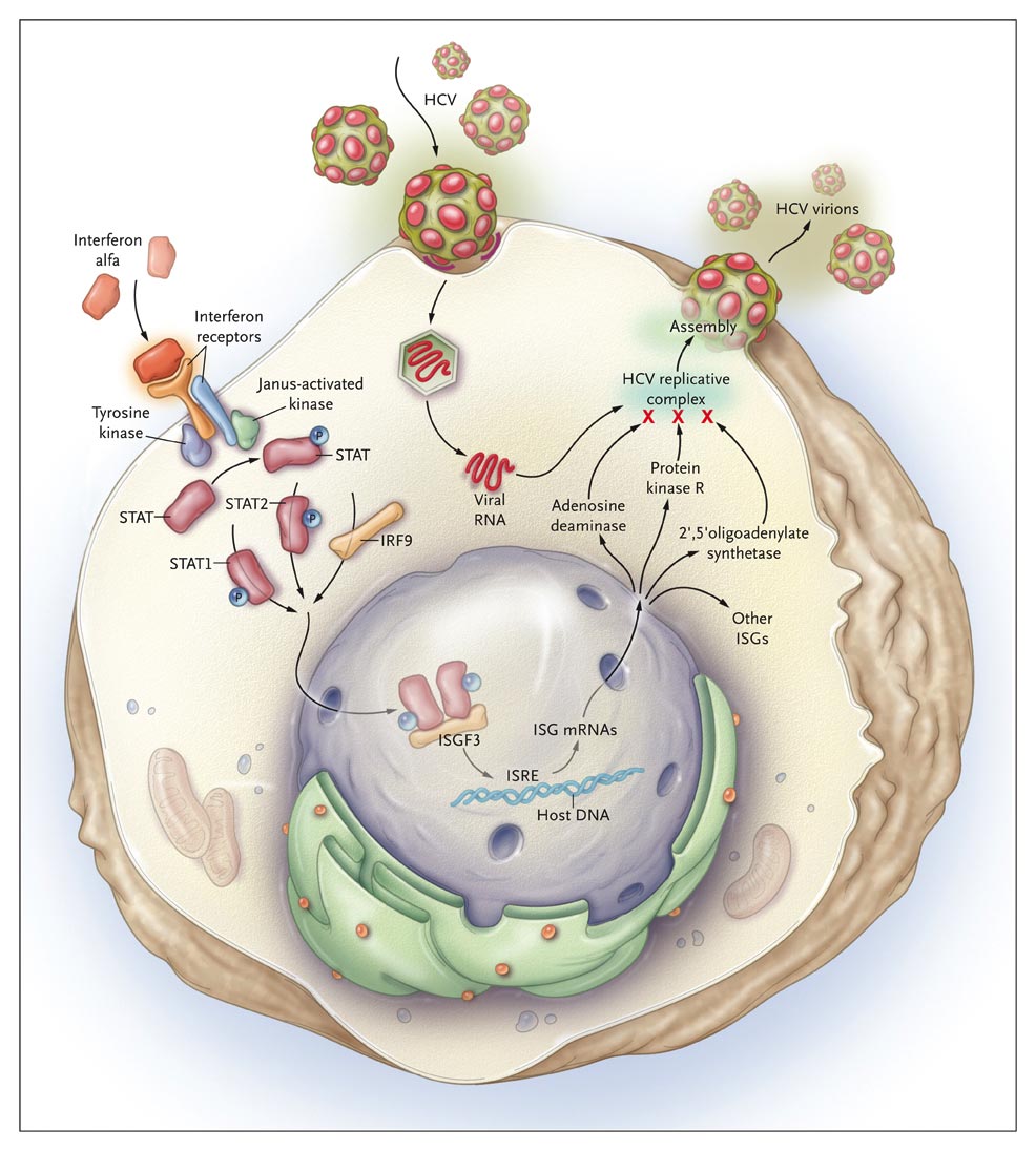 interferon