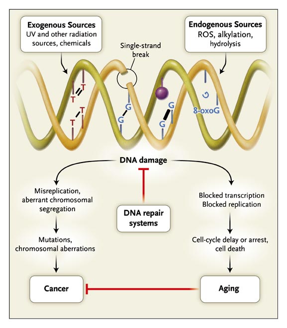 dna