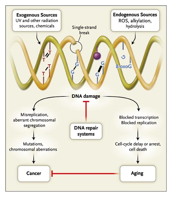 dna