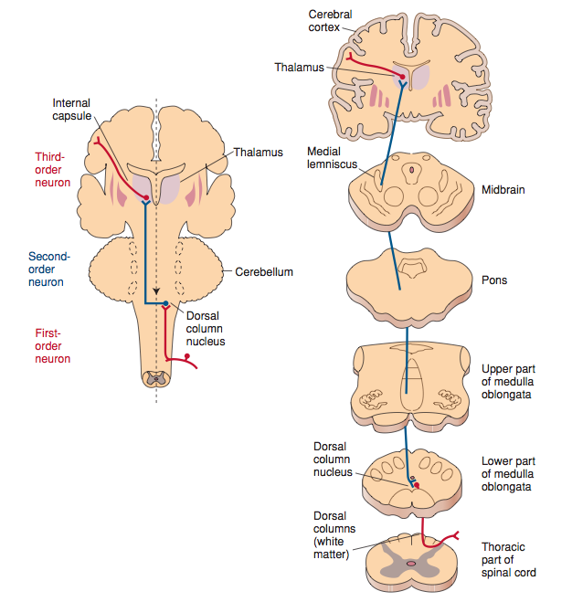 Neural pathway for discriminative