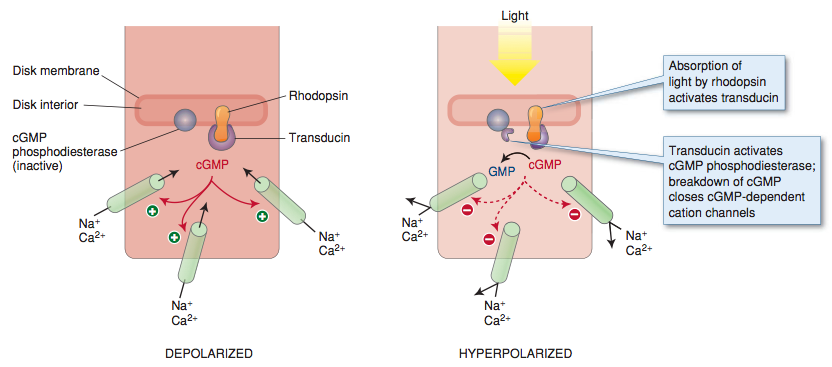 Mechanism of phototransduction