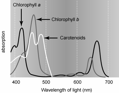 植物色素的吸收光譜