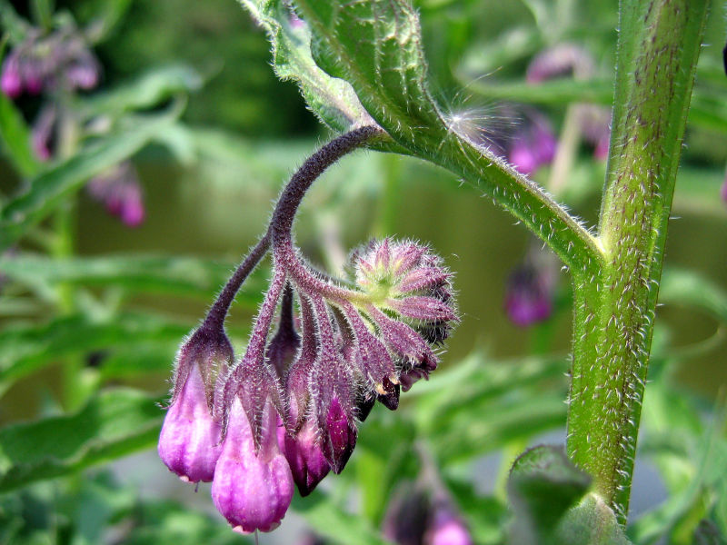 comfrey