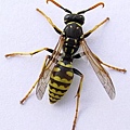 wasp.jpg