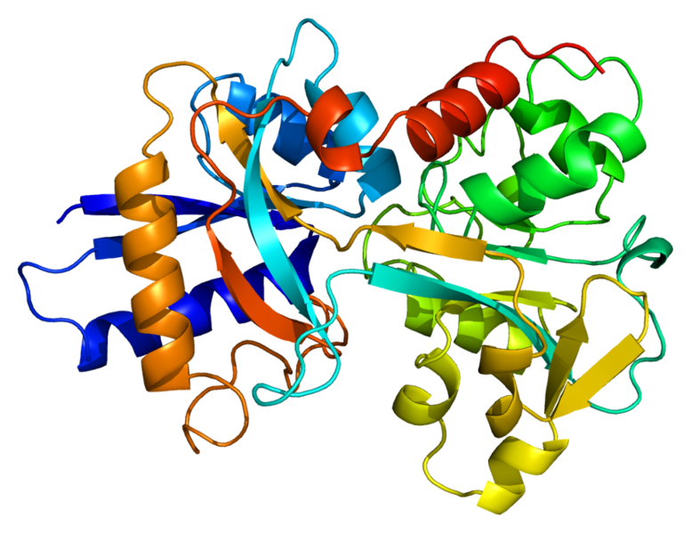 777px-Protein_TF_PDB_1a8e.png