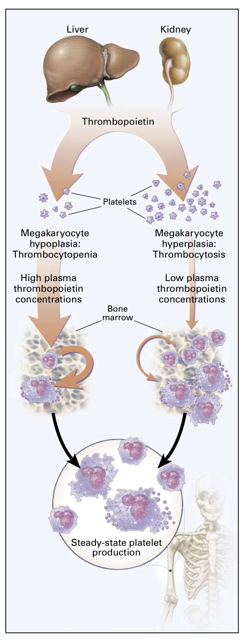 nejm199809103391107.png