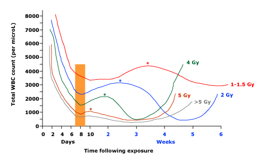 Serial_WBC_after_radiation.gif